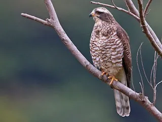 judson buzzard