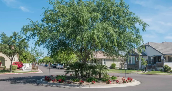 Crossbow for Chinese Elm Tree Maintenance