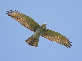 judson buzzard